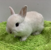 ネザーランドドワーフ（フロスティー）(わんわんペットセンター)