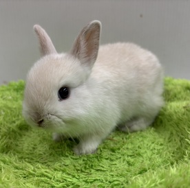 ネザーランドドワーフ(わんわんペットセンター)