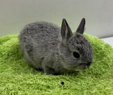 ネザーランドドワーフ（チンチラ）(わんわんペットセンター)