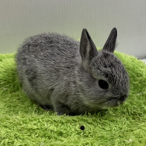 ネザーランドドワーフ(わんわんペットセンター)