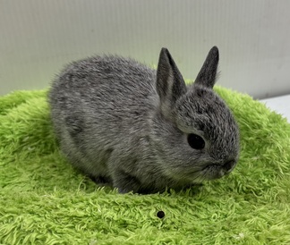 ネザーランドドワーフ(わんわんペットセンター)