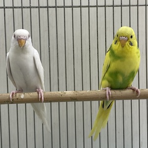 セキセイインコ(わんわんペットセンター)