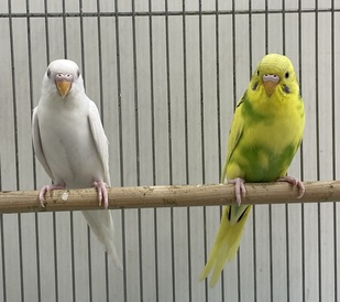 セキセイインコ(わんわんペットセンター)