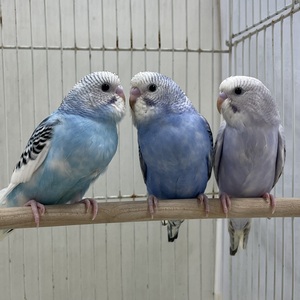 セキセイインコ(わんわんペットセンター)