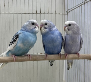 セキセイインコ(わんわんペットセンター)